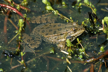 Grenouille verte; Rama esculenta