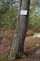 pin sylvestre, pinus sylvestris, sentier Denecourt Colinet, Cabaret Masson, Foret de Fontainebleau, region Ile de France, 77, France