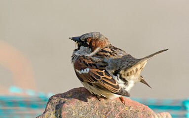 Moineau domestique, .Passer domesticus, House Sparrow