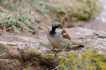 Moineau domestique, .Passer domesticus, House Sparrow