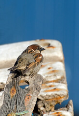 Moineau domestique, .Passer domesticus, House Sparrow
