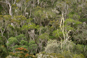 forêt primaire tropicale, Parc National Andasibé Mantadia, Madagascar