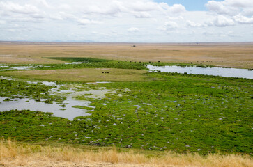 parc national d'Amboseli, Kenya, Afrique de l'Est