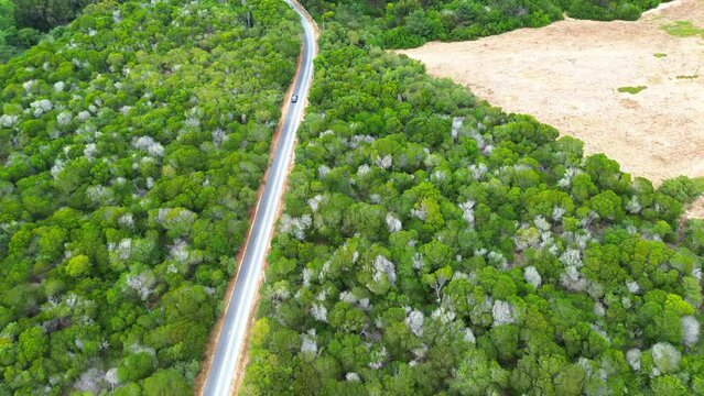 aerial view of dense forest highway, 4k