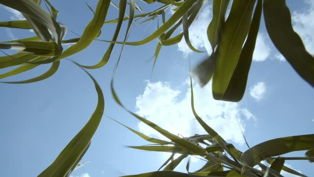 Shot from grass bushes to a bright sky with clouds at a wide angle. Plant life. Nature in its natural environment. POV. Field of young corn. High quality 4k footage