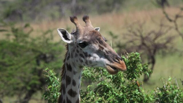 Close-up shot of a beautiful giraffe eating and chewing leaves from the tops of trees