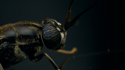 Details of a Soldier Fly perched on its reflection on a black background. Hermetia illucens