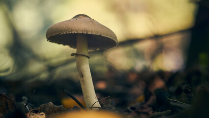 Fototapeta premium a mushroom among the dry autumn leaves.