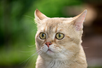 Portrait of a beautiful golden colored British cat among the grass. Golden chinchilla