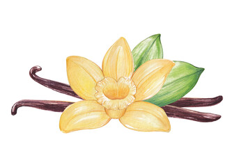 Watercolor vanilla flower and beans on white
