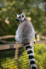 Adorable Vertical Portrait of Ring-Tailed Lemur in Zoo. Cute Lemur Catta with Open Mouth Sitting on Fence in Zoological Garden.