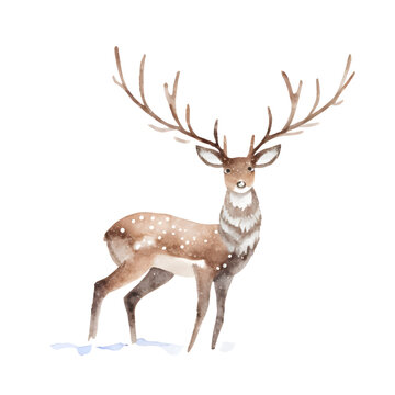 Watercolor cute deer with antler isolated on white, hand drawn vector illustration