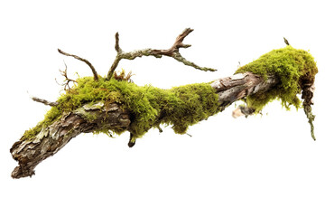 Rotten wet branch with green moss and lichen, leaves isolated on white