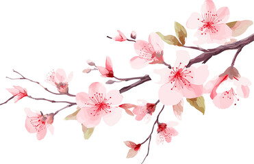 Branch with flowers. Japanese tree. Sakura. Vector illustration isolated on white