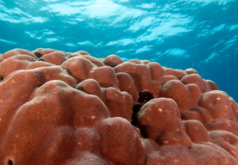 Porites Lutea hard coral in a shallow reef Boracay Island Philippines
