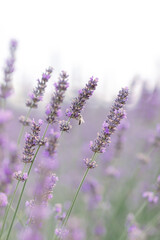 Sunset over a violet lavender field .Valensole lavender fields, Provence