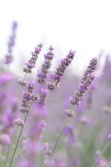 Sunset over a violet lavender field .Valensole lavender fields, Provence