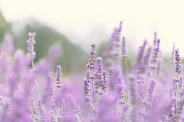 Sunset over a violet lavender field .Valensole lavender fields, Provence