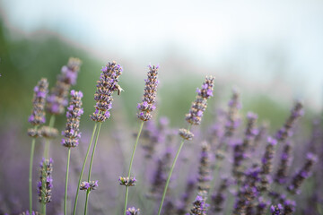 Sunset over a violet lavender field .Valensole lavender fields, Provence
