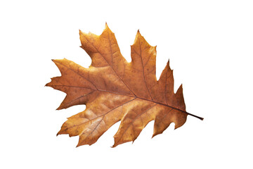 One autumn oak leaf isolated on white background