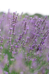 Sunset over a violet lavender field .Valensole lavender fields, Provence