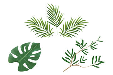 Set of tropical different types of exotic leaves. Realistic vector illustration isolated on white background