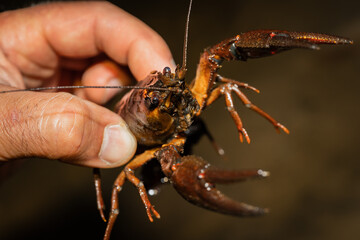 Crayfish in a male hand, macro photo.