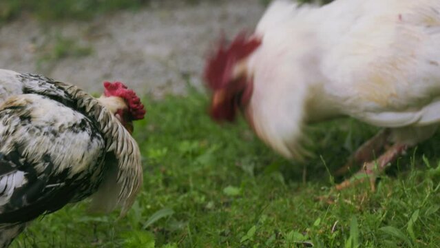 Two roosters are fighting for leadership positions. power struggle