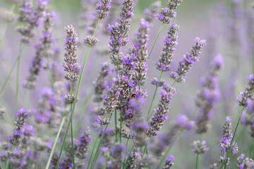 Sunset over a violet lavender field .Valensole lavender fields, Provence
