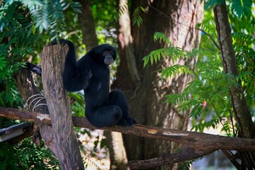 Black gibbon in the tree