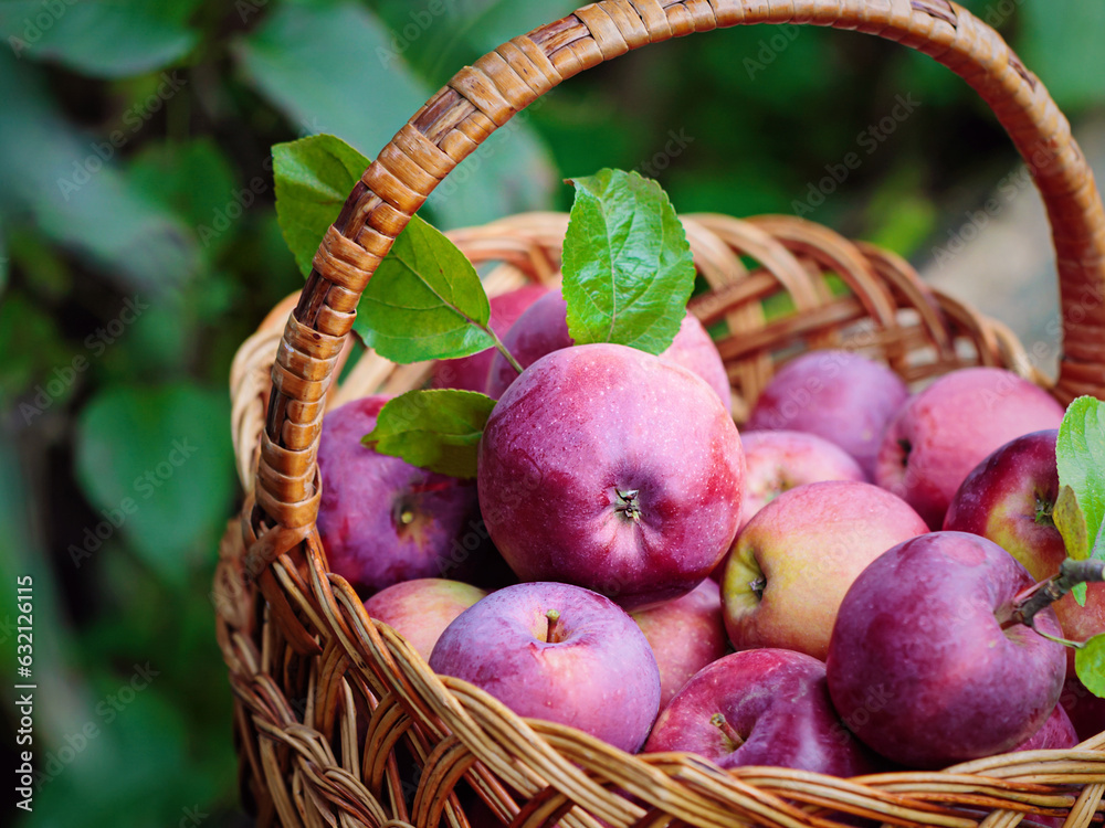 Wall mural Ripe red Apples in a Basket Outdoor. Autumn Garden