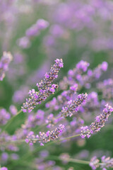 Obraz premium Sunset over a violet lavender field .Valensole lavender fields, Provence