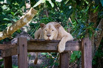 Lioness resting in the forest