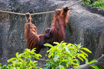 Orangutan hanging on the rope
