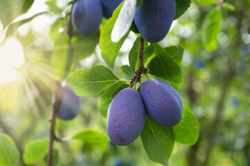 Ripe juicy plums on tree against greeen leaves