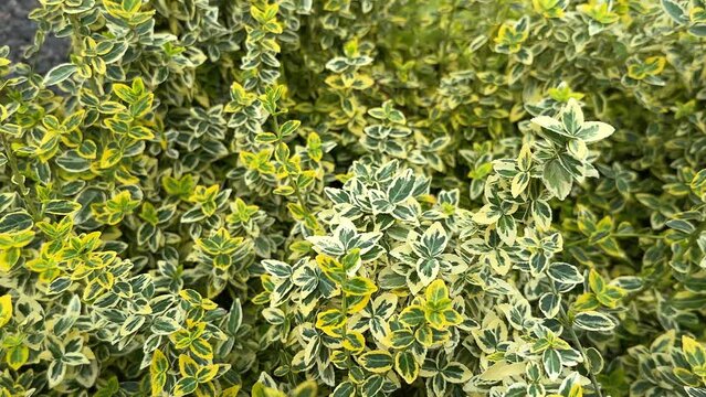 Euonymus japonicus or Japanese Spindle plant, evergreen shrub with green and yellow foliage, close-up.