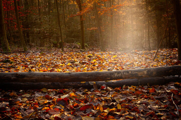 Fallen trees in autumn forest clearing covered with colorful leaves.