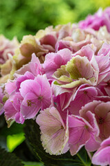 blooming colorful Hydrangea(Big-leaf Hyrdangea) flowers,close-up Hydrangea flowers blooming in the garden in summer.Two tone hydrangea flowers for gardening and decoration ideas.