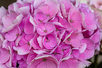 blooming colorful Hydrangea(Big-leaf Hyrdangea) flowers,close-up Hydrangea flowers blooming in the garden in summer.Two tone hydrangea flowers for gardening and decoration ideas.