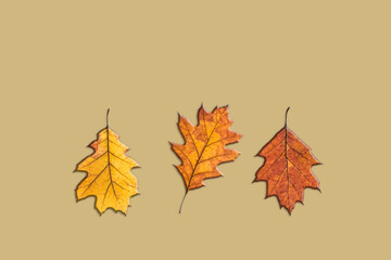 Leaves in warm fall colors like orange, yellow and red. One leaf changed position. Isolated on a mustard background.Minimalism composition. Flat lay, top view. 