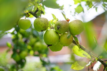 Beautiful apples grow on a tree