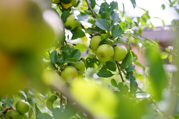 Beautiful apples grow on a tree