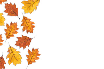 Naklejka na ściany i meble Oak tree dry autumn yellow red foliage on white background. Autumn, fall, thanksgiving day concept. Flat lay, top view. space for text