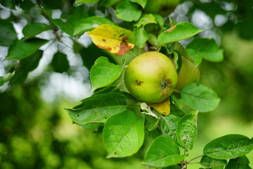 Beautiful apples grow on a tree