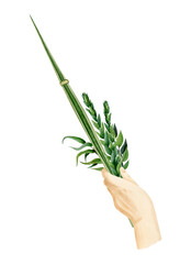 Hand holding Lulav watercolor illustration isolated on white background for Jewish Sukkot holiday. Man's hand with traditional plants of palm leaf, myrtle, willow
