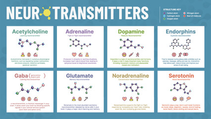 Neurotransmitters All Six Hormone-Acetylcholine, Adrenaline, Dopamine, Endorphins, Gaba, Glutamate, noradrenaline, and Serotonin- Chemical Molecular structure - Visual Vector Infographic Design
