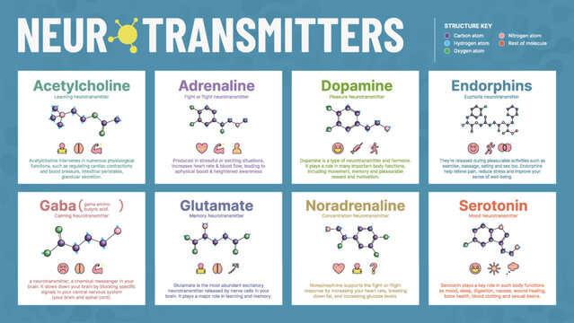 Glutamate Neurotransmitter Structure Glutamate Neurotransmitter Structure