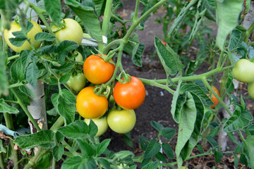 red tomatoes on the green plant in the garden close up  