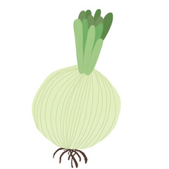 onion isolated on white