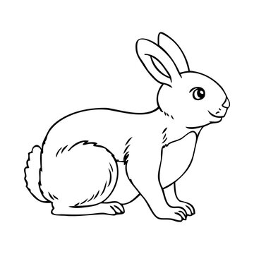 rabbit line vector illustration,isolated on white background,top view